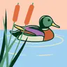 Duck