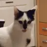 Ola