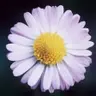 Ina M