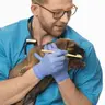 Dr Wąsowicz „Dr Wąsowicz Vet Dentist” #nieludzkistomatolog
