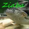 Żaba3179