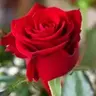 Joana Morganit Rose