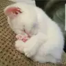 Марк Кох