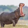 hipopix