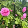 Flower Pink